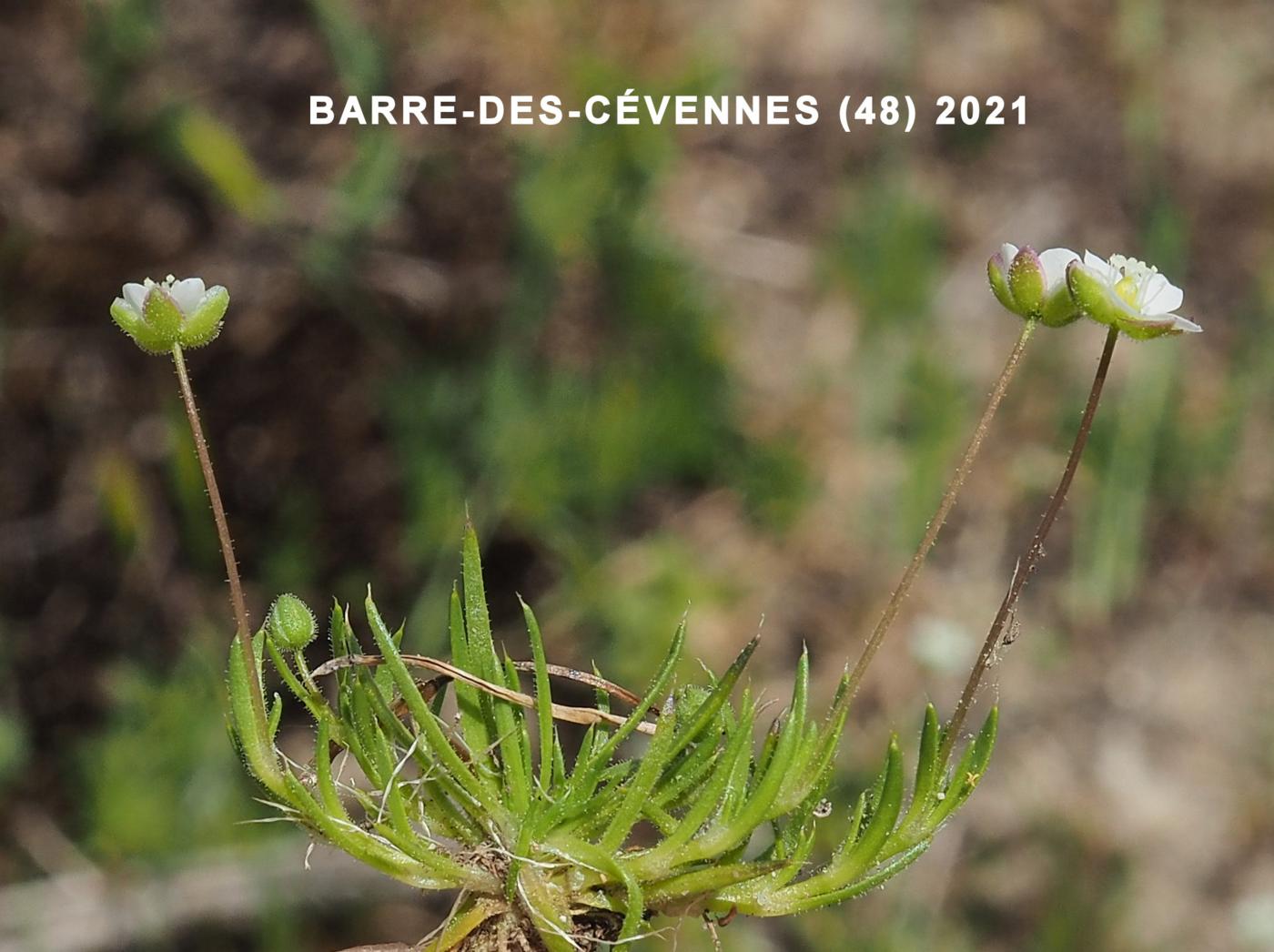 Pearlwort, Heath plant